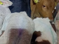 牛只（批次，未指定性别）, Simmental cattle — 照片 6