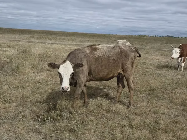 Vacă, Vaca kazahă cu cap alb