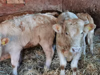 Bou, Vaca Limousine — foto 4