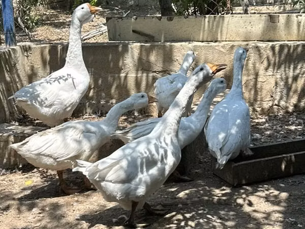 Kuban