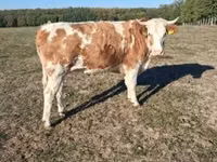 Vacă, French Simmental cattle — foto 1