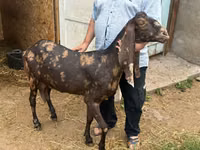 Ziege, Kamori goats — Foto 1