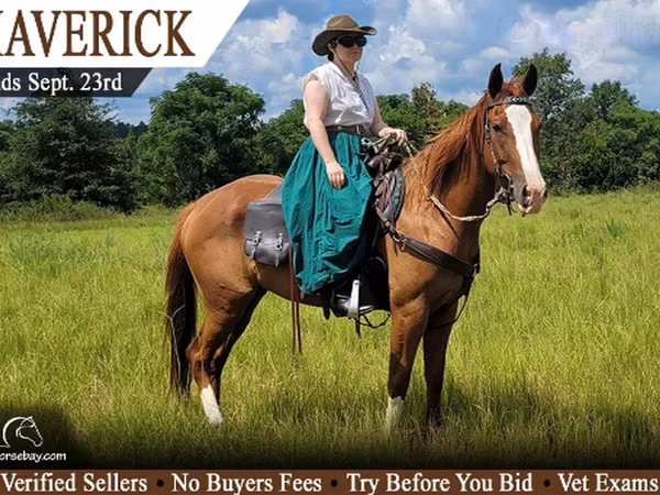 Cal, Quarter Horse