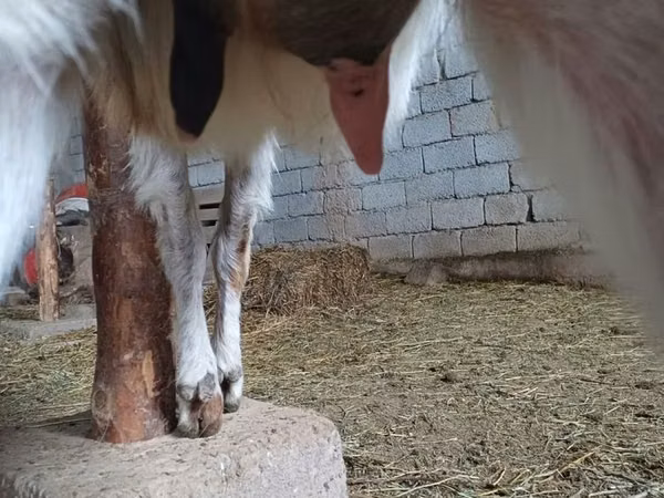 Bode, Beetal goats