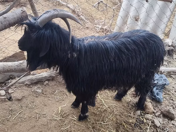 Chèvre, Dagestan coarsewool goat