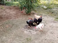 Chickens — Foto 4