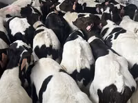 Touro, Raça Holstein — foto 4