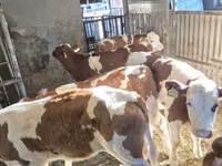 İnək, Simmental cattle — foto 4