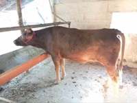 Vache, Red Estonian cattle — photo 2
