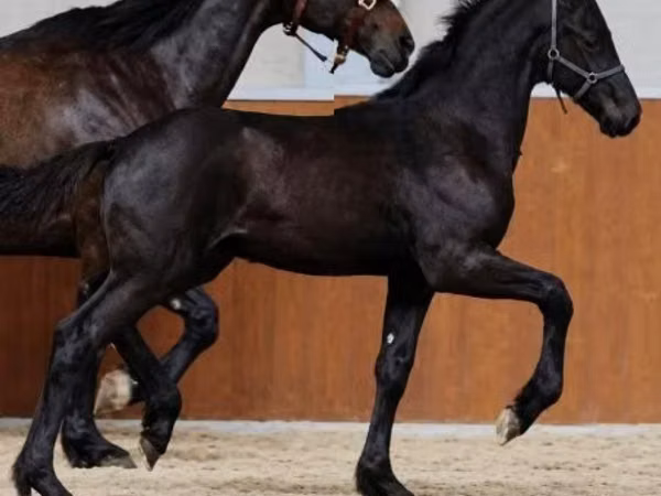 公马, Appaloosa