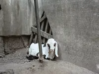 Bode, Nubian Goat — foto 5