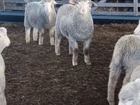 Qoyun, Kuibyshev sheep — foto 2