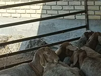 Carnero, Arashan sheep — foto 8