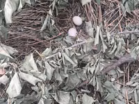Chickens — الصورة 6