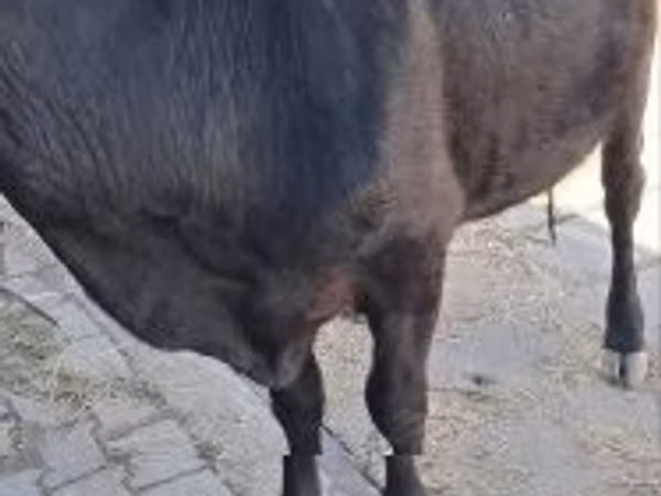Cow, Cattle