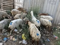 Bélier, Moutons — photo 1