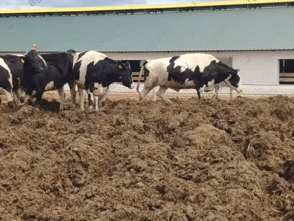 Vacă, Russian Black pied cattle