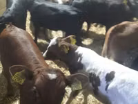 Bou, Vaca Limousine — foto 2