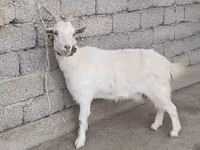 Cabra, Cabras — foto 1