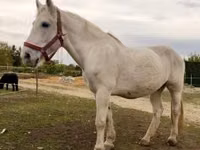 Yegua, Caballos — foto 2