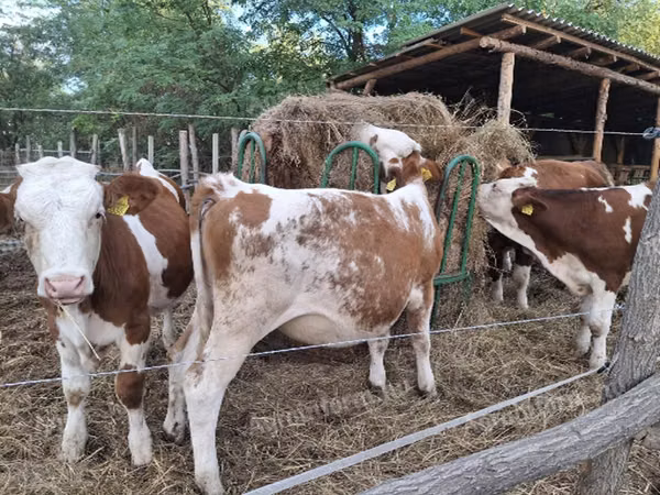 Vache, Simmental cattle