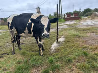 Vacă, Russian Black pied cattle — foto 1
