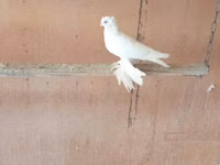 Weiß — Foto 1