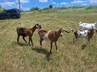 Ziege, Nubian Goat — Foto 5