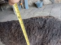 Berbec, Arabi sheep — foto 1