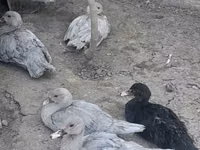 Ducks — الصورة 2