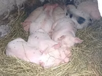 Vier, Porci — foto 1