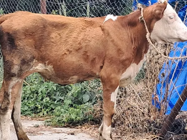 गाय, Simmental cattle