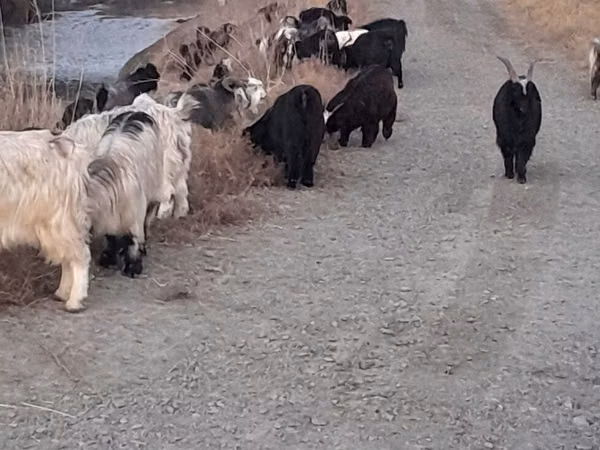 Capră, Capre