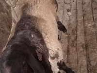 公羊, Sheep — 照片 2