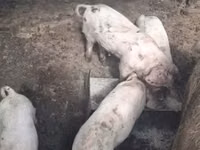 Toro, Ganado vacuno — foto 2