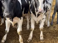 Корова, Чёрно-пёстрая корова — фото 3