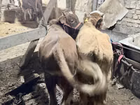 Bou, Simmental cattle — foto 3