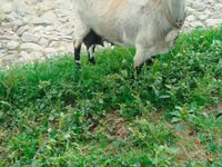 عنزة, الماعز — الصورة 1