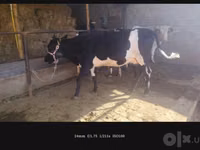 Kuh, Russian Black pied cattle — Foto 4