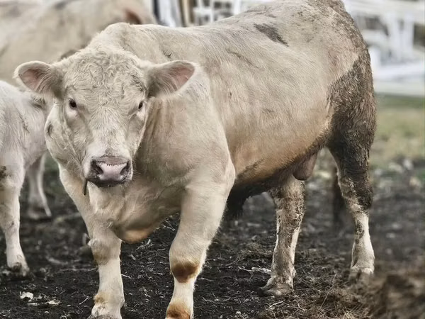 Buqa, Charolais cattle