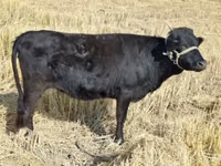 Touro, Aberdeen-Angus — foto 1