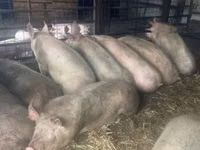 Scroafă, Porci — foto 1