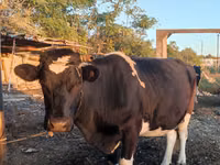 Vacă, Russian Black pied cattle — foto 4