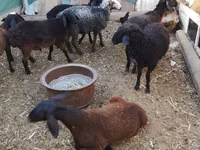 Widder, Arabi sheep — Foto 4