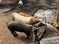 Vier, Porci — foto 5