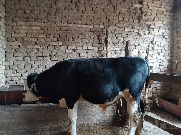 Rinder (Partie, Geschlecht nicht angegeben), Russian Black pied cattle
