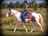 Horse (M), National Show Horse — photo 2
