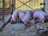 Eber, Schweine — Foto 4