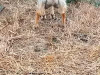 Goat, Goats — photo 2