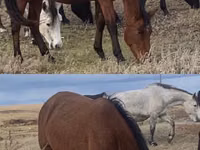 Cavalo, Kazakh horse — foto 2